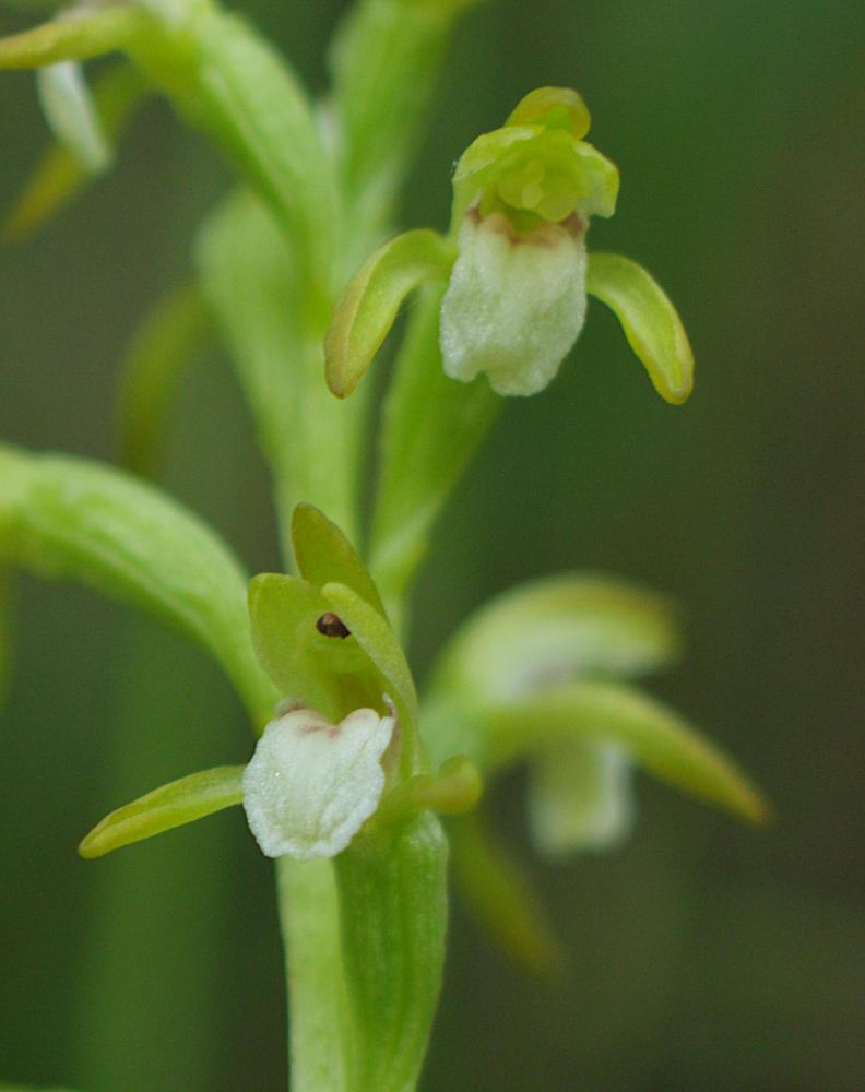 Corallorhiza trifida