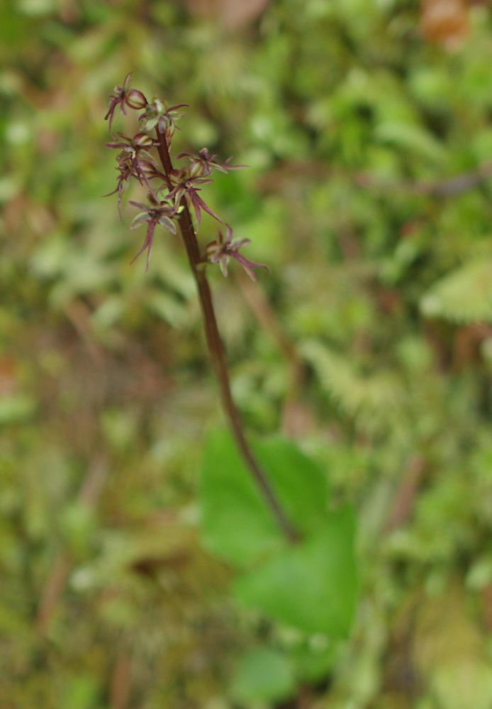 Neottia cordata