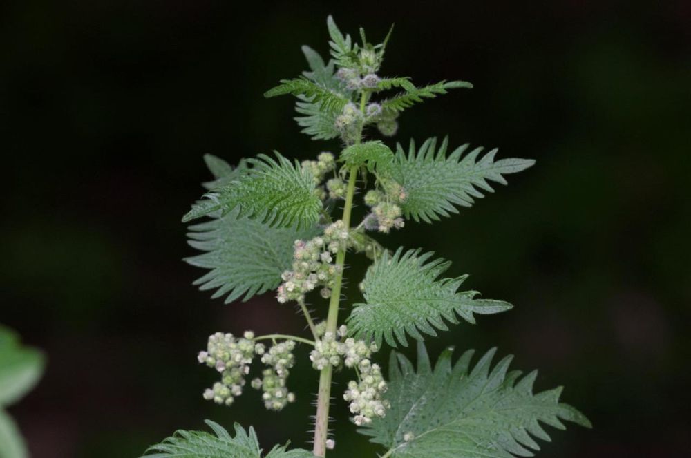 the most beautiful nettle in the world? Urtica pilulifera © Richard Somers Cock