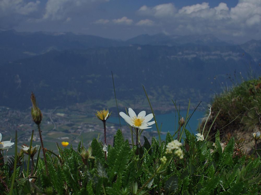 Dryas octopetala
