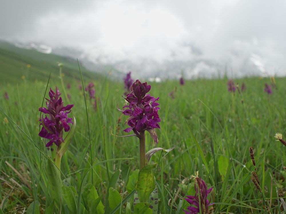 Dactylorhiza majalis (Broad-leaved Marsh Orchid) by the hundreds