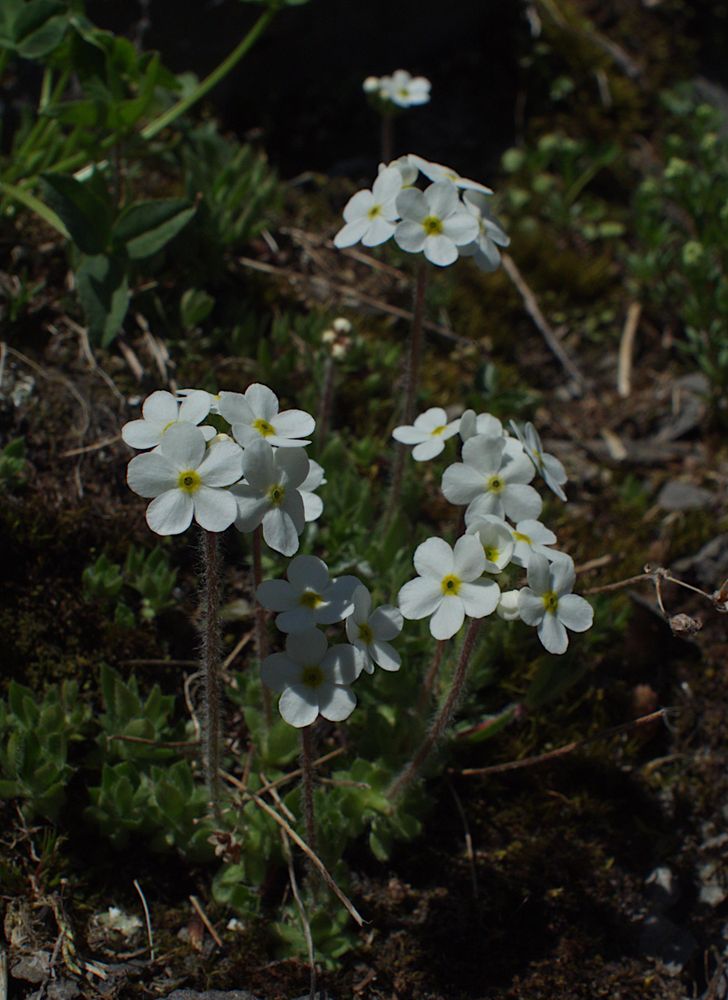 Androsace obtusifolia