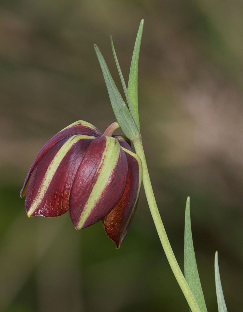 Fritillaria messanensis © Richard Somers Cocks