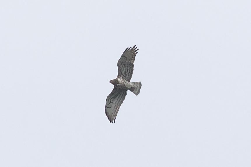 Short-toed eagle (Circaetus gallicus) © Richard Somers Cocks