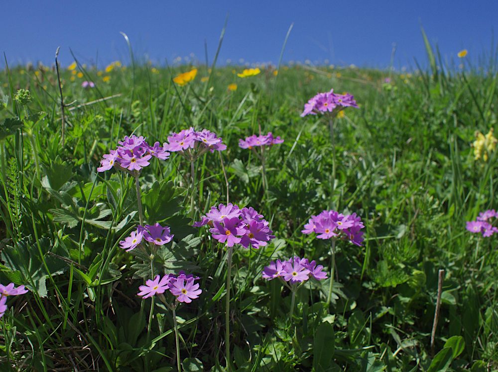 Pedicularis oederi