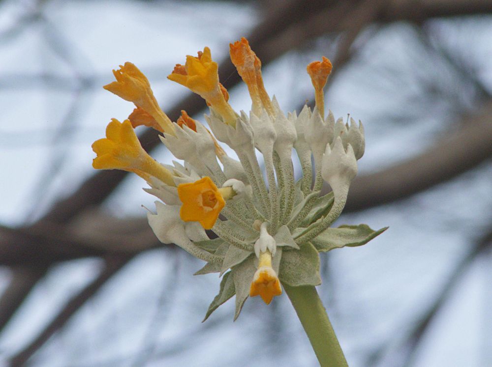 Primula palinuri, Cilento © Stefano Doglio