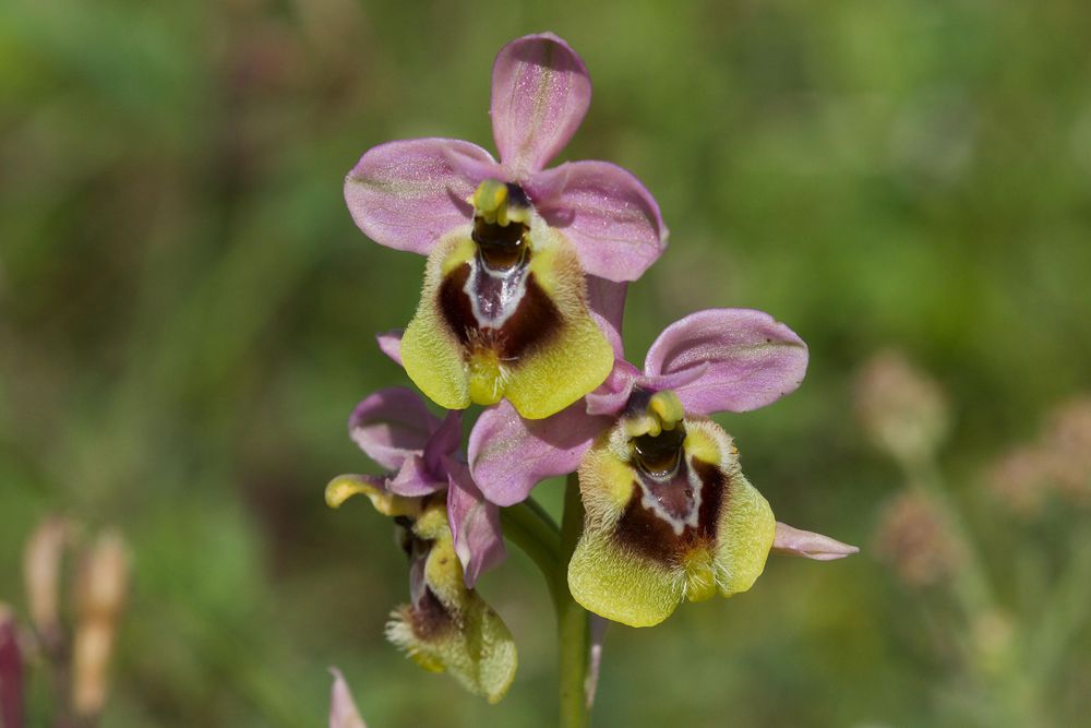 Ophrys tenthredinifera © Richard Somers Cock