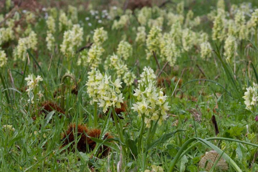  Dactylorhiza romana (Aspromonte) © Richard Somers Cocks
