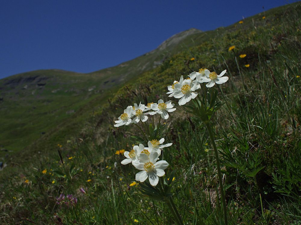 Anemone narcissiflora