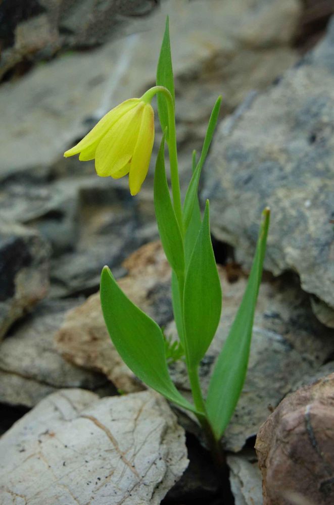 Fritillaria euboeica © Kurt Vickery