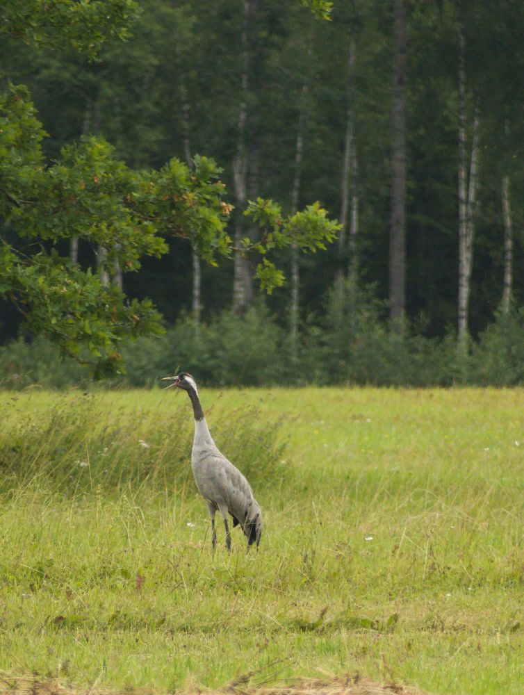 Common Crane (Grus grus)