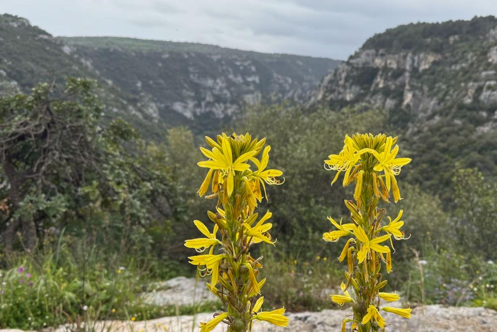 Asphodeline lutea © Richard Somers Cock