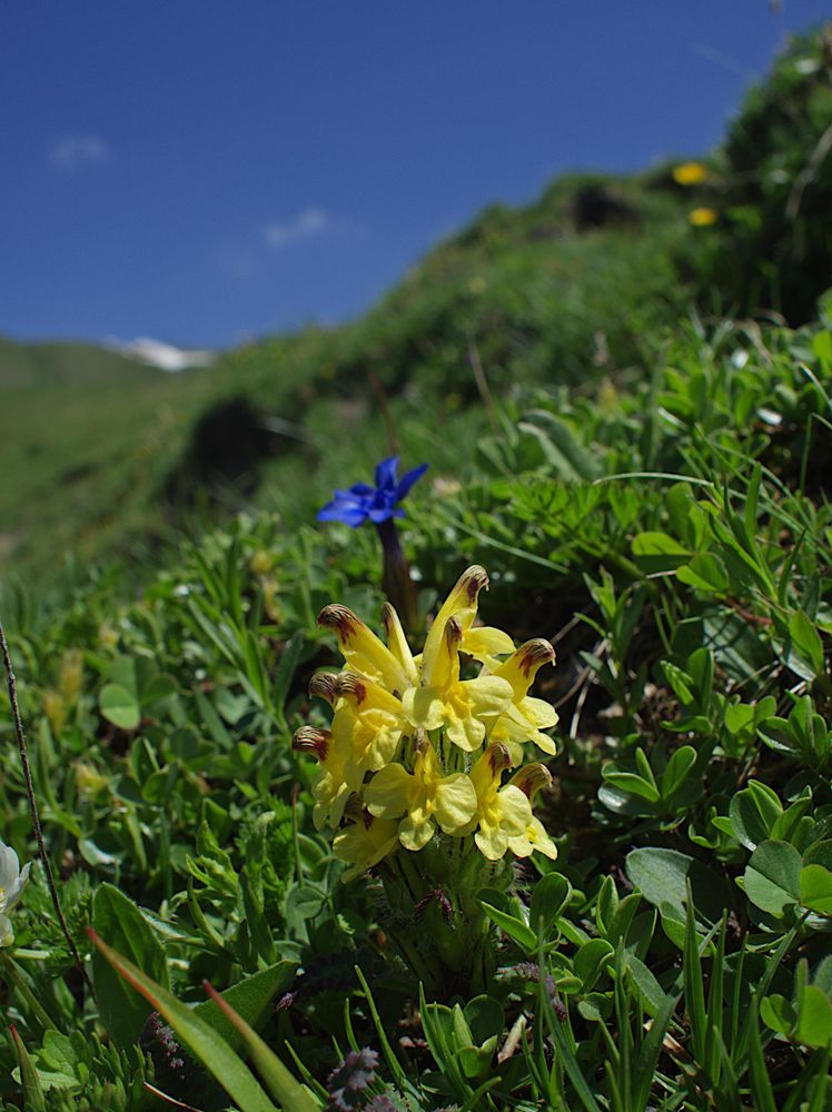 Primula farinosa