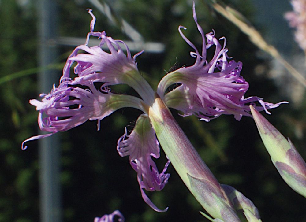 Dianthus superbus