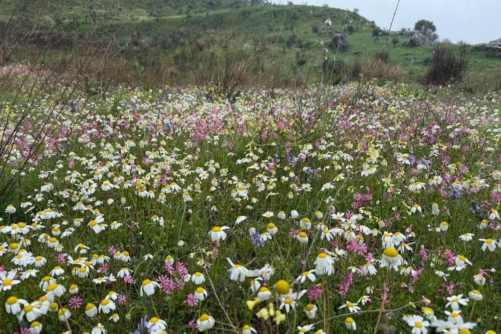 a flowery meadow somewhere in the Aspromonte NP © Richard Somers Cocks
