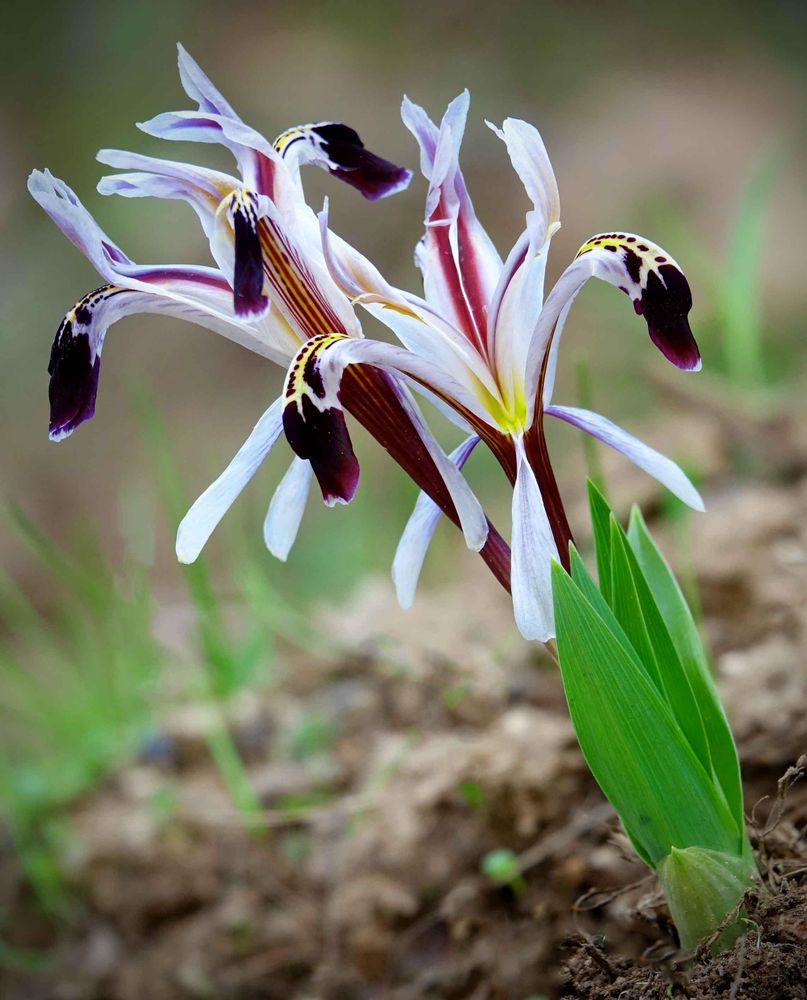 Iris rosenbachiana  © Kurt Vickery