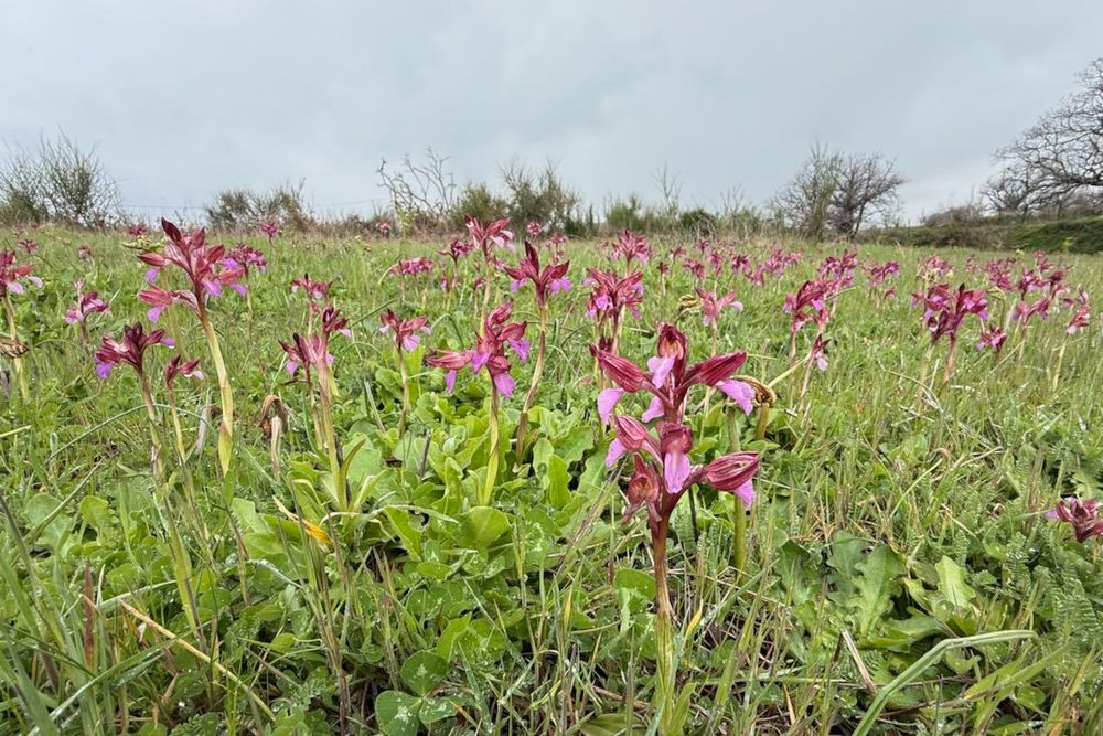 Anacamptis papilionacea (Aspromonte) © Richard Somers Cocks
