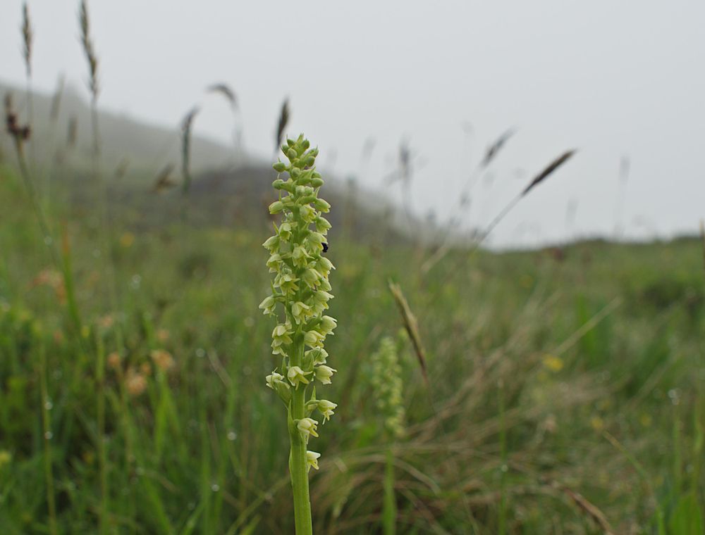 Pseudorchis albida (Small White Orchid)