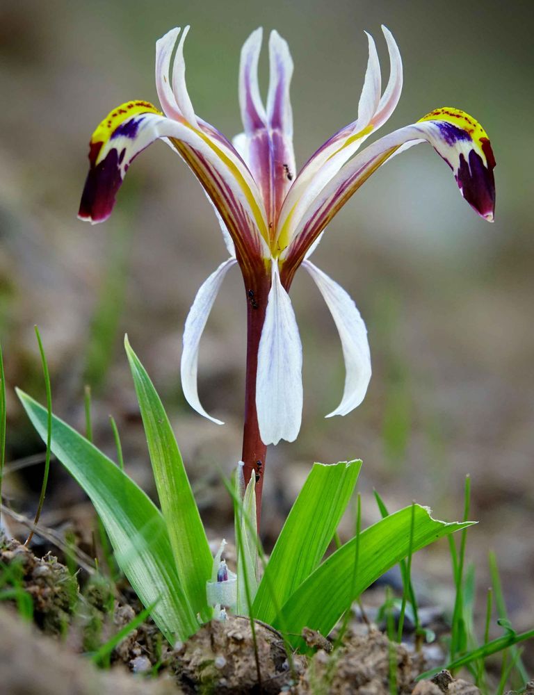 Iris rosenbachiana  © Kurt Vickery