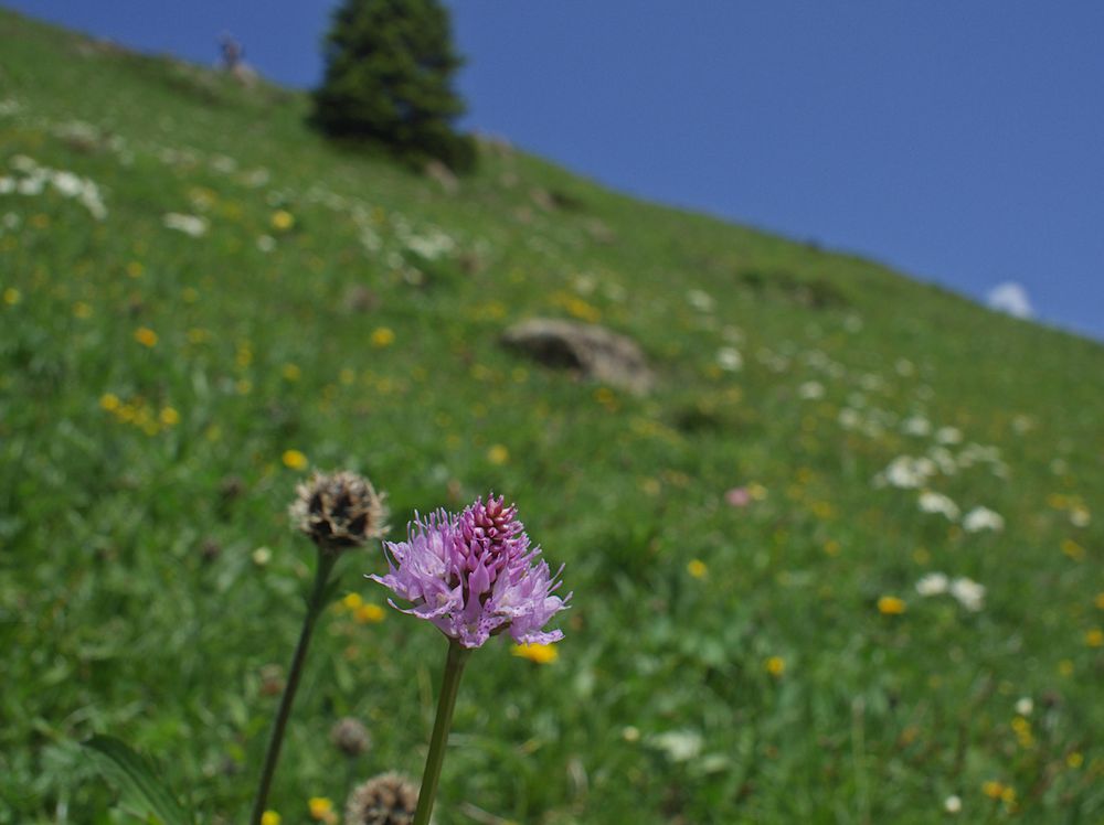 Traunsteinera globosa