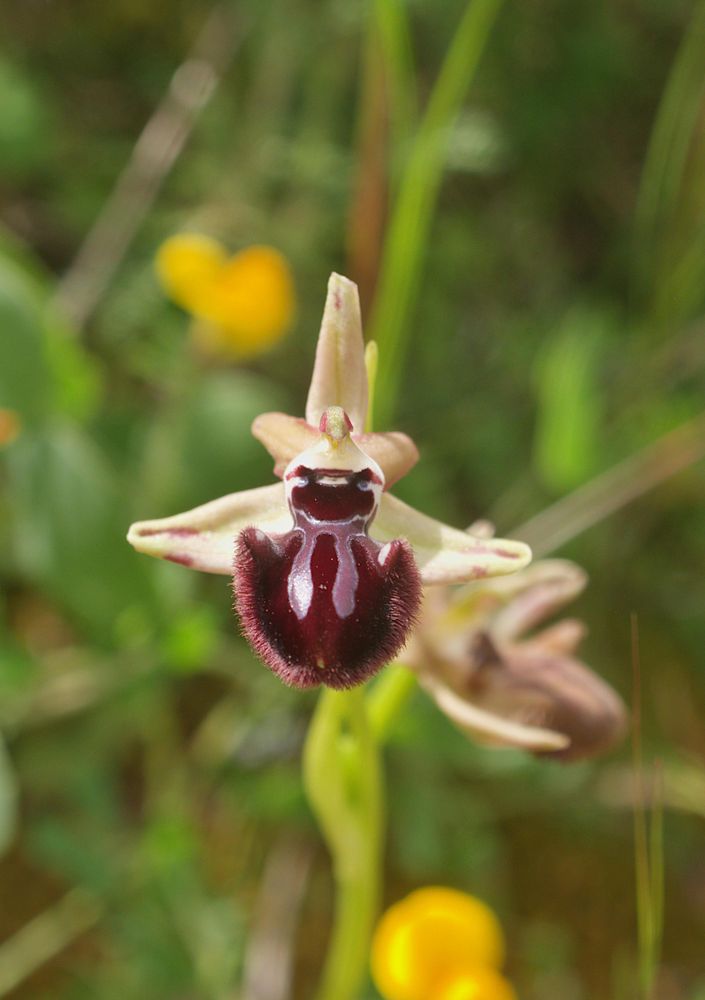 Ophrys incubacea
