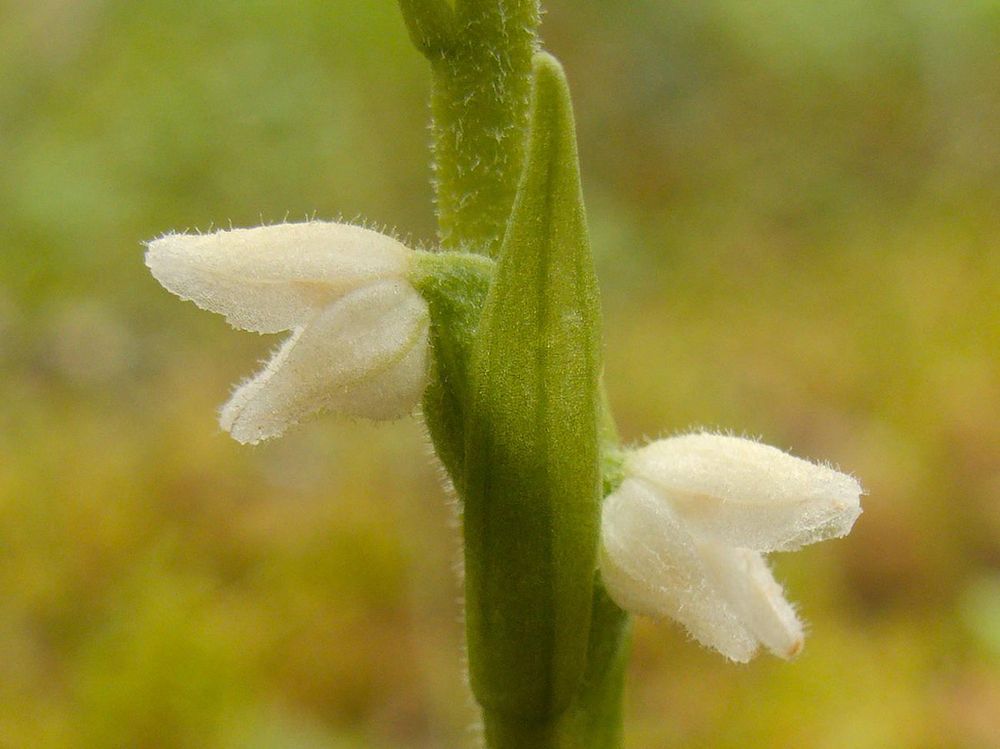 Goodyera repens (Creeping lady's-tresses)