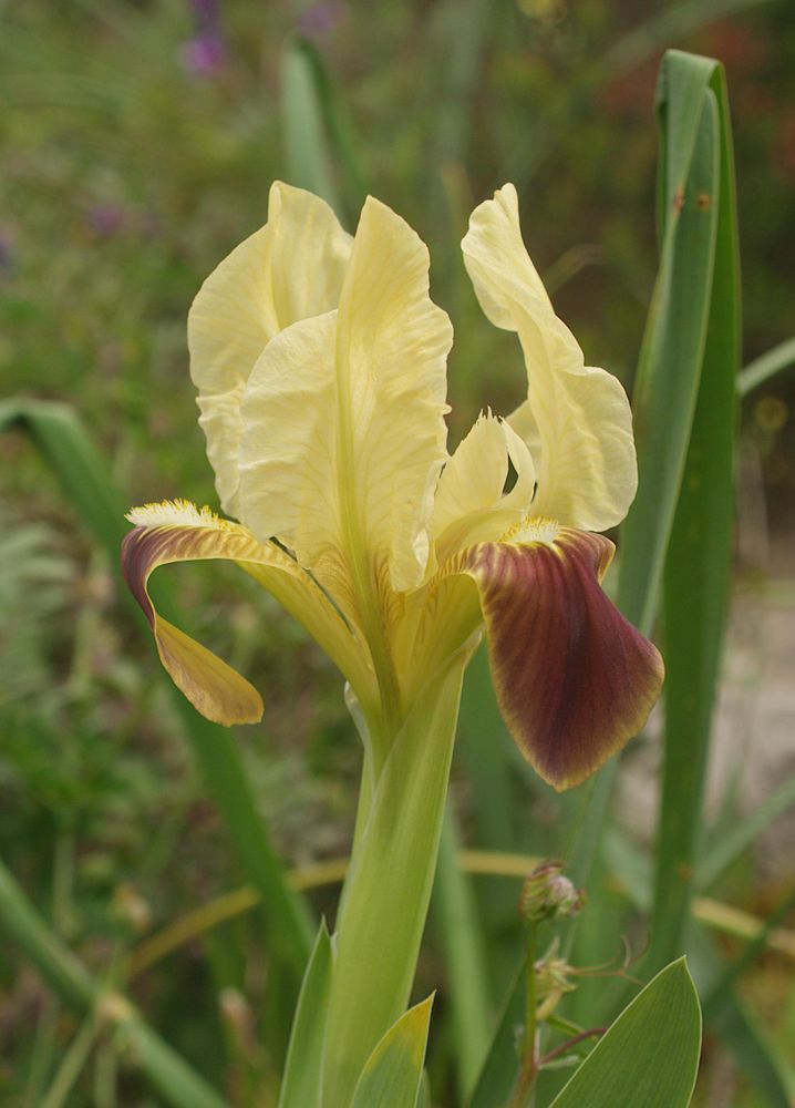 Iris pseudopumila
