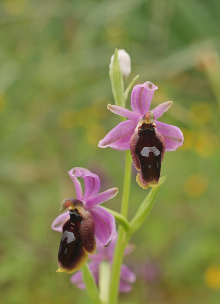 Ophrys lunulata
