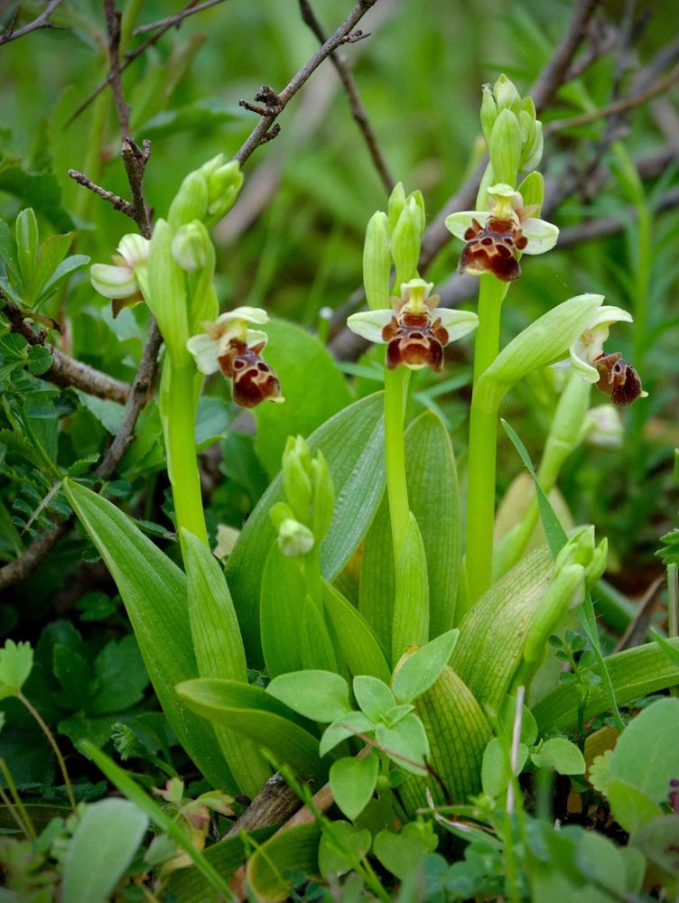 Ophrys attica © Kurt Vickery