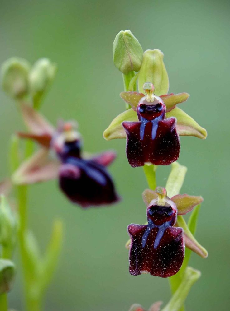 Ophrys mammosa © Kurt Vickery