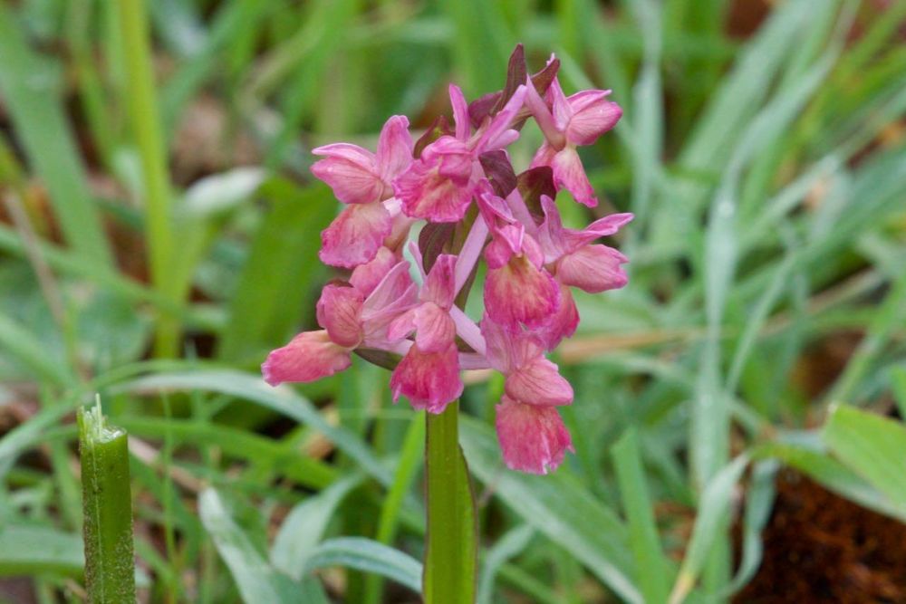 Dactylorhiza romana © Richard Somers Cocks
