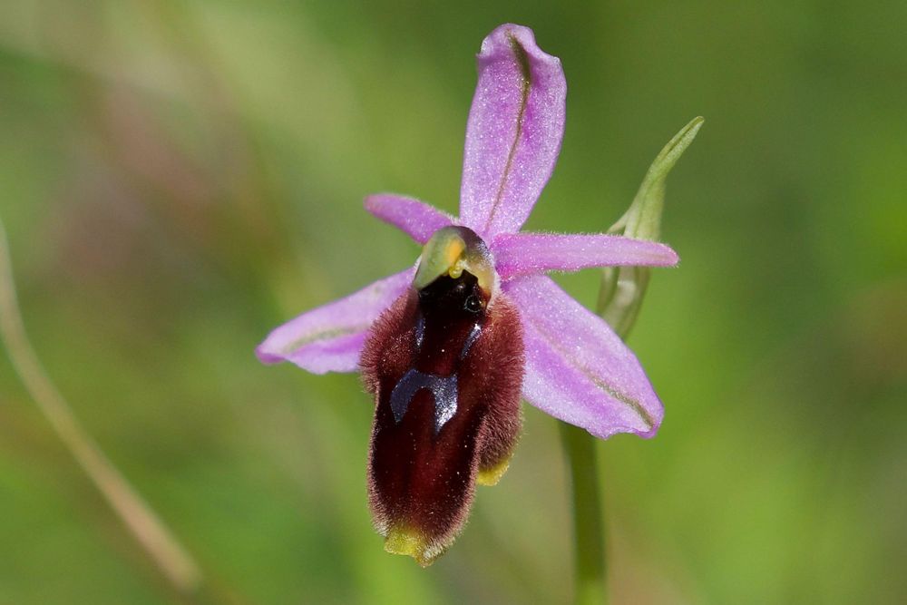 Ophrys lunulata © Richard Somers Cock