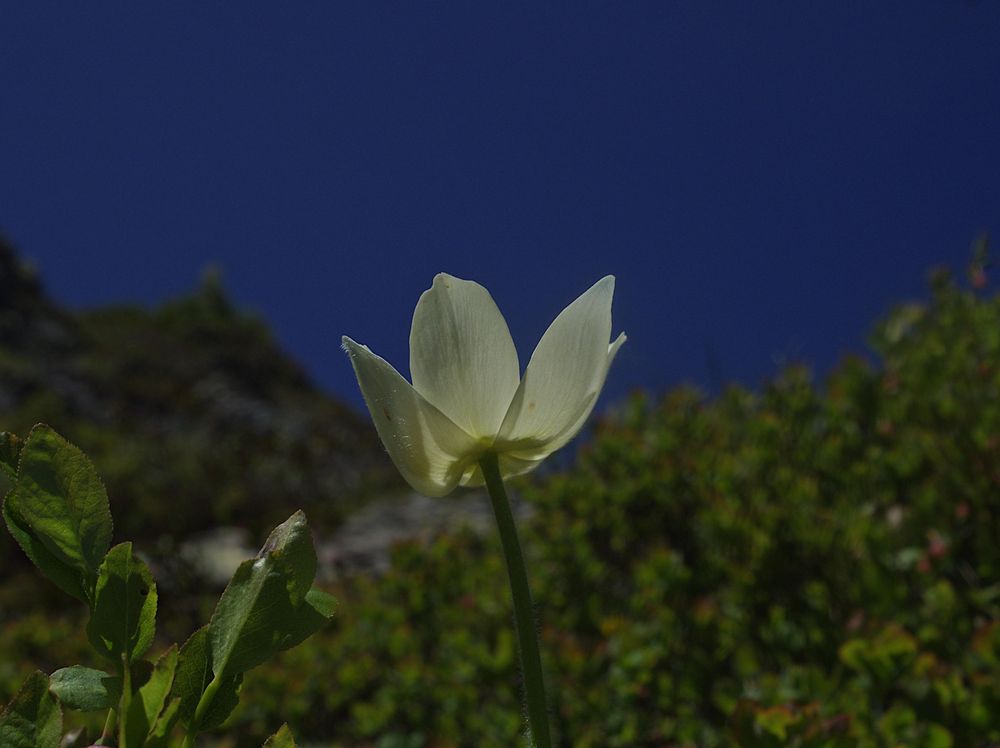 Pulsatilla alpina apiifolia