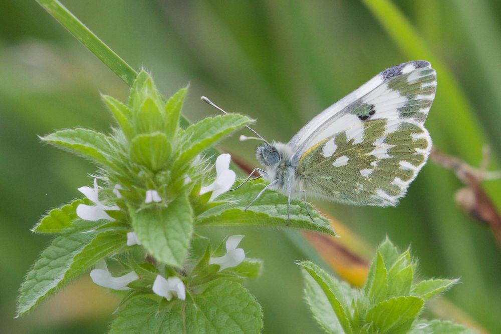 Eastern Bath White (Pontia edusa) © Richard Somers Cocks