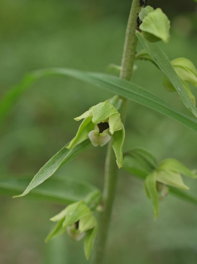 Epipactis helleborine