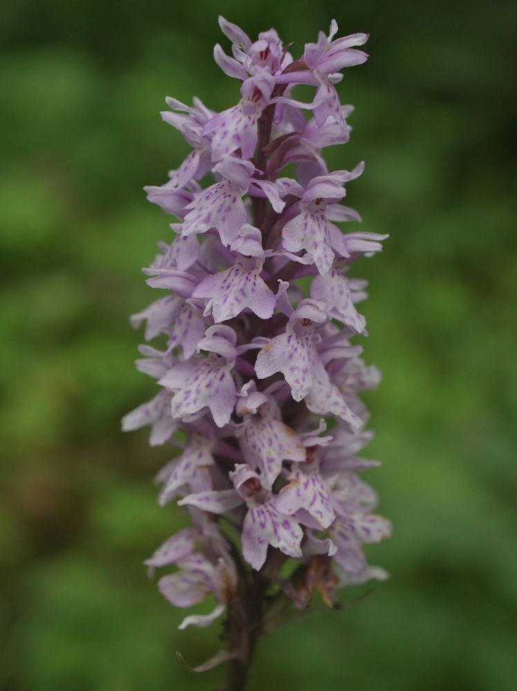 Dactylorhiza fuchsii