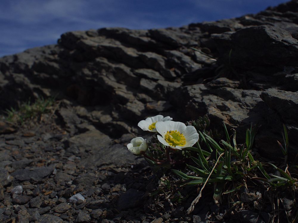 Ranunculus glacialis