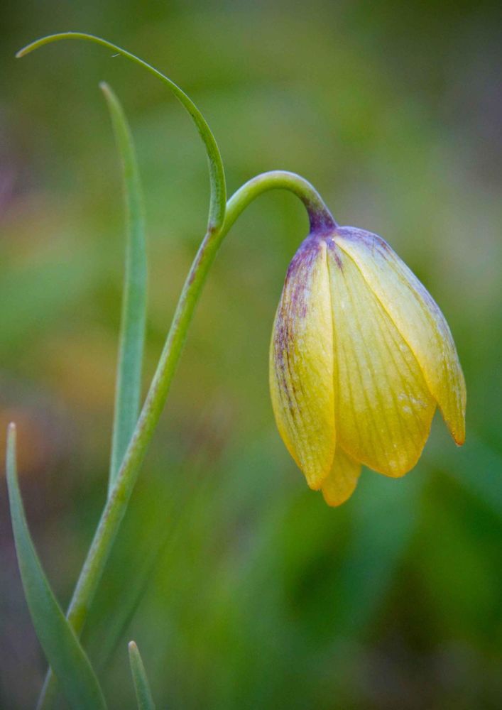 Fritillaria tuntasia © Kurt Vickery