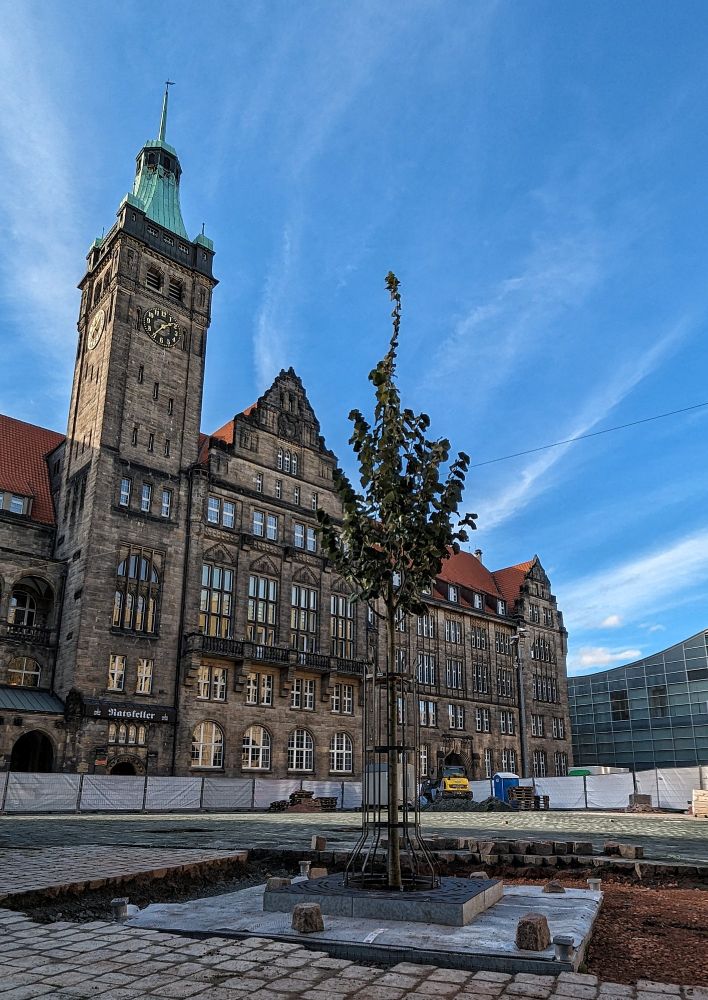 Nicht ganz 5 Meter große Silberlinde vor dem neuen Rathaus in Chemnitz.