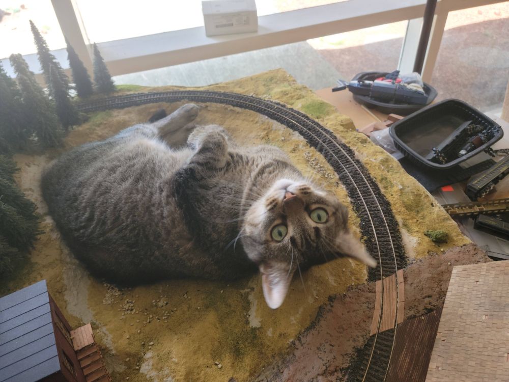 My cat, Durian; Laying down on a model train layout in a small valley, with her head flipped towards the camera.