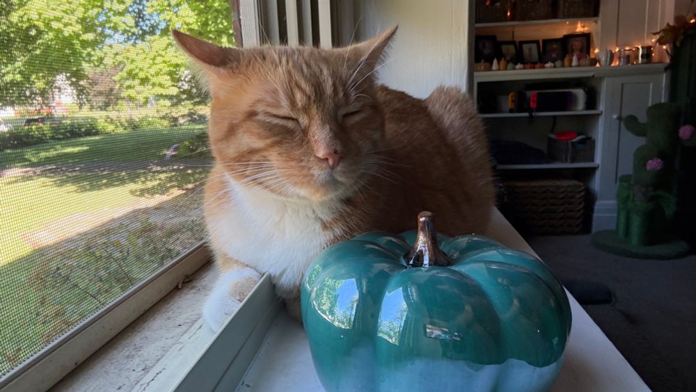 Orange cat with closed eyes and content expression behind a shiny, teal, decorative pumpkin in a windowsill.