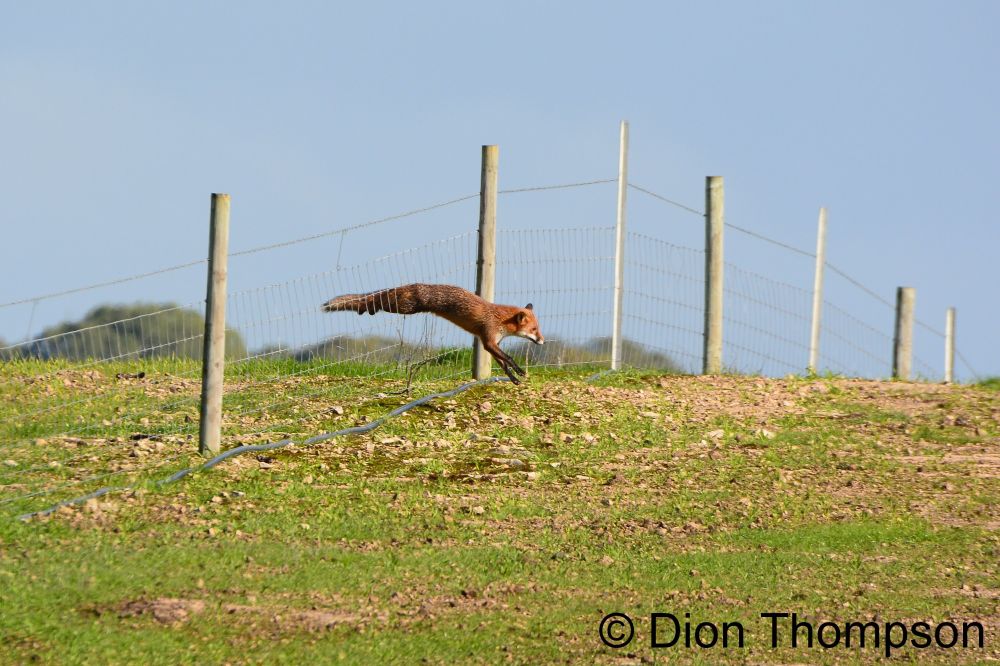 Fox jumping through a fence on a farm. Foxes have been known to kill up to 30% of young lambs and are a key threat to many native species.