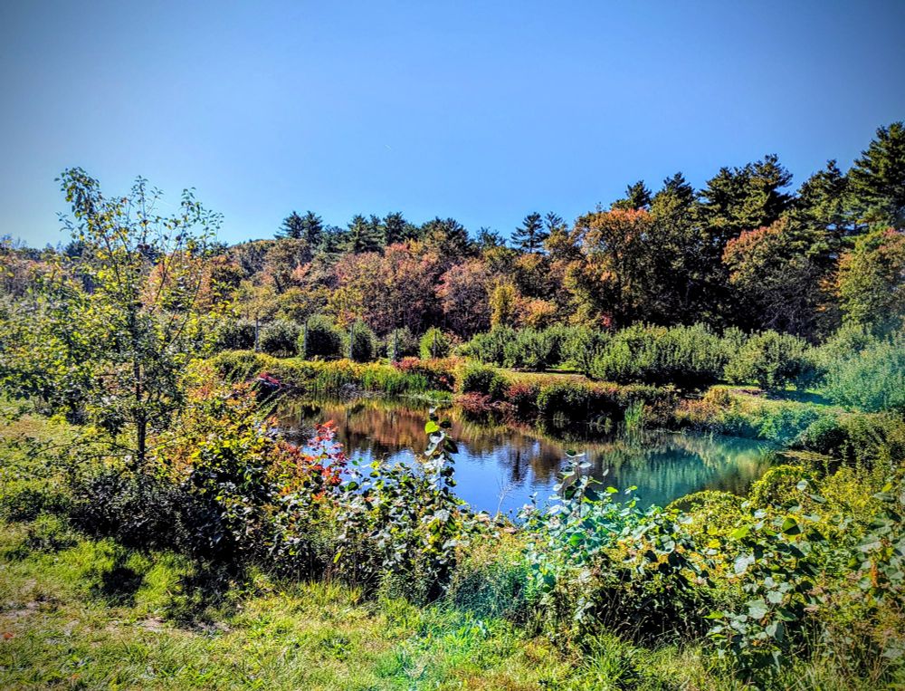 A fall scene outdoors with a pond and a line of color changing trees with blue sky overhead.