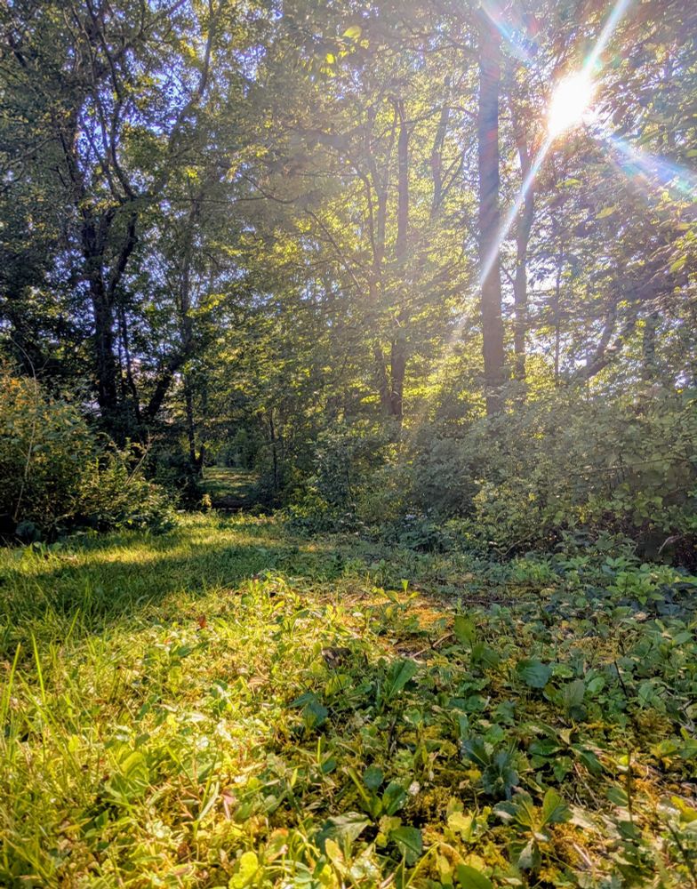 Woodsy path covered in green grass and moss with the sun shining through from the top right.