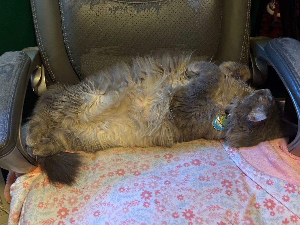 Cat sleeping on a chair with a pink blanket in it, laying on her back with her feet curled on her chest