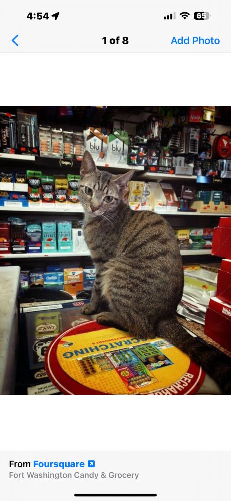 A bodega cat sitting on the counter 