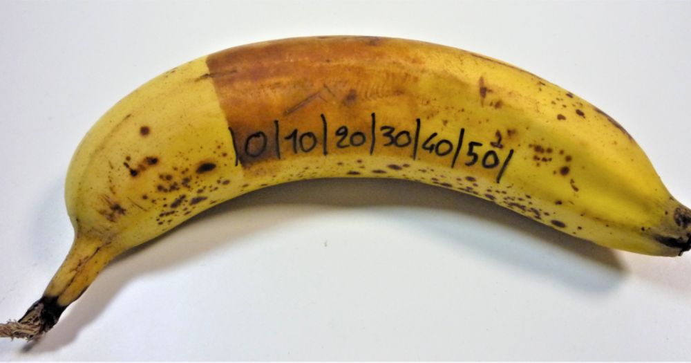 Illustrer les mutations de l’ADN et leur réparation : l’expérience de Hausser et Von Oehmcke sur la banane