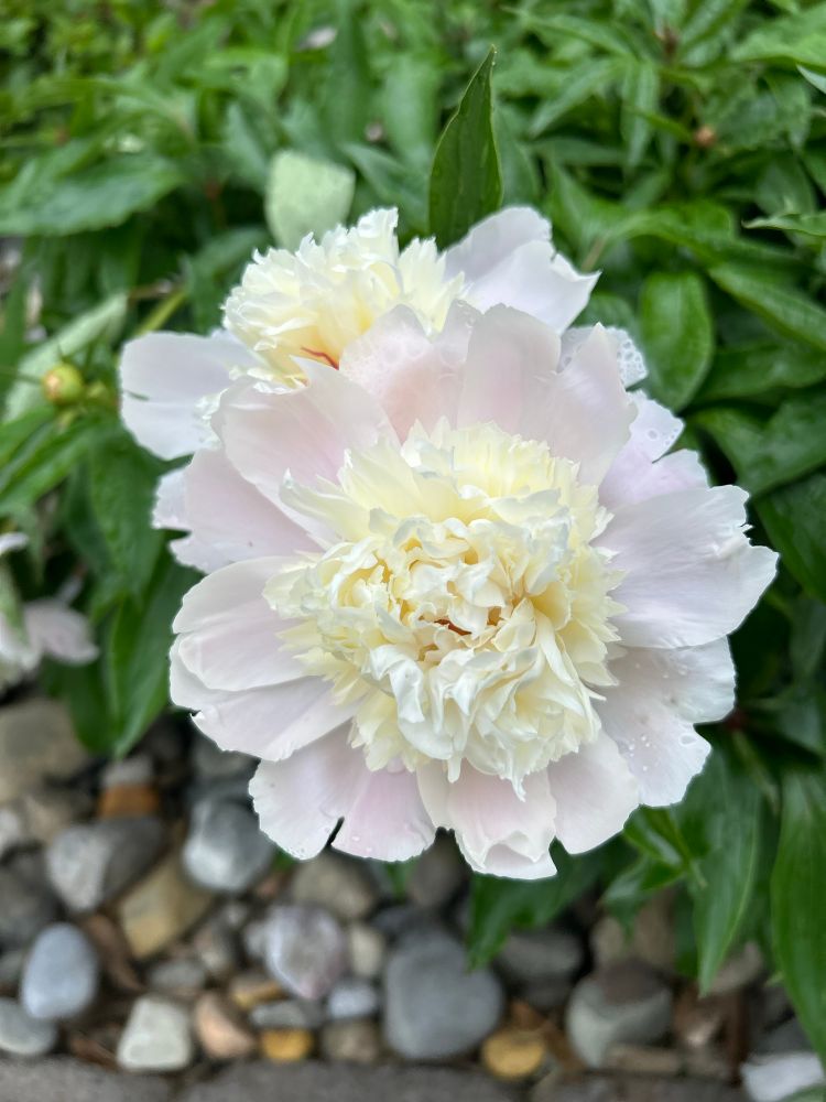 A white peony with a tinge of pale pink, drops of rain hanging on a few petals
