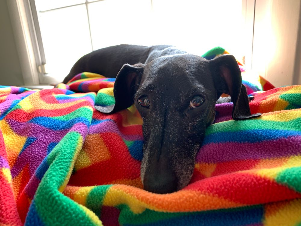 Precious and patient little dachshund