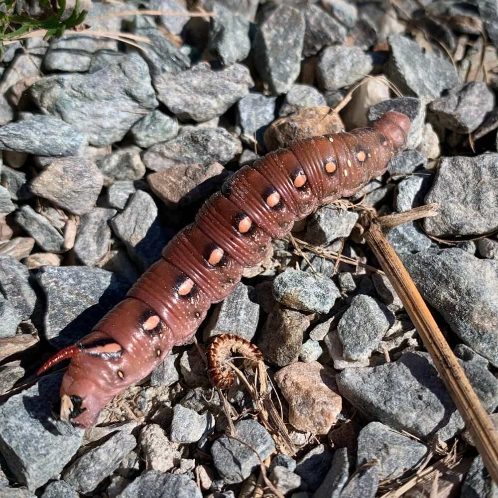 Caterpillar found in Vermont in late September